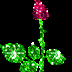 gunia