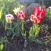 moje tulipaniki...:)