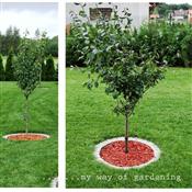 Drzewka owocowe wcale nie muszą być ukryte w sadzie ... pięknie też wyglądają w części otwartej ogrodu na tle szpalera żywopłotu :-)