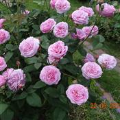 Piękna i pięknie pachnąca róża LUISA ODIER
