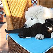 Ciekawostka na dziś: Co zrobić, by kot nie drapał mebli?